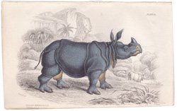 Plate 8 
Indian Rhinoceros